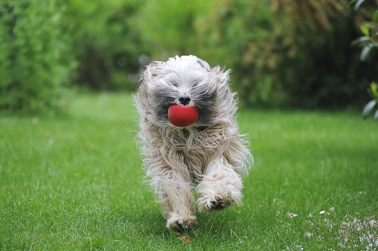 Playful Tibetan Terrier Dog running towards the camera with the red ball in its mouth