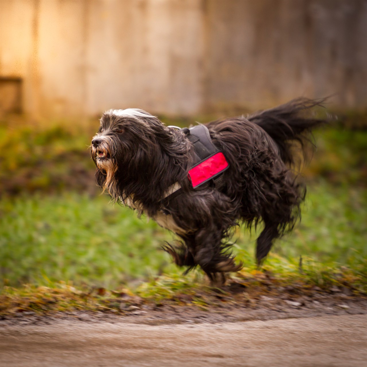 Tibetan Terrier Dog wearing a leash jumping high from the ground