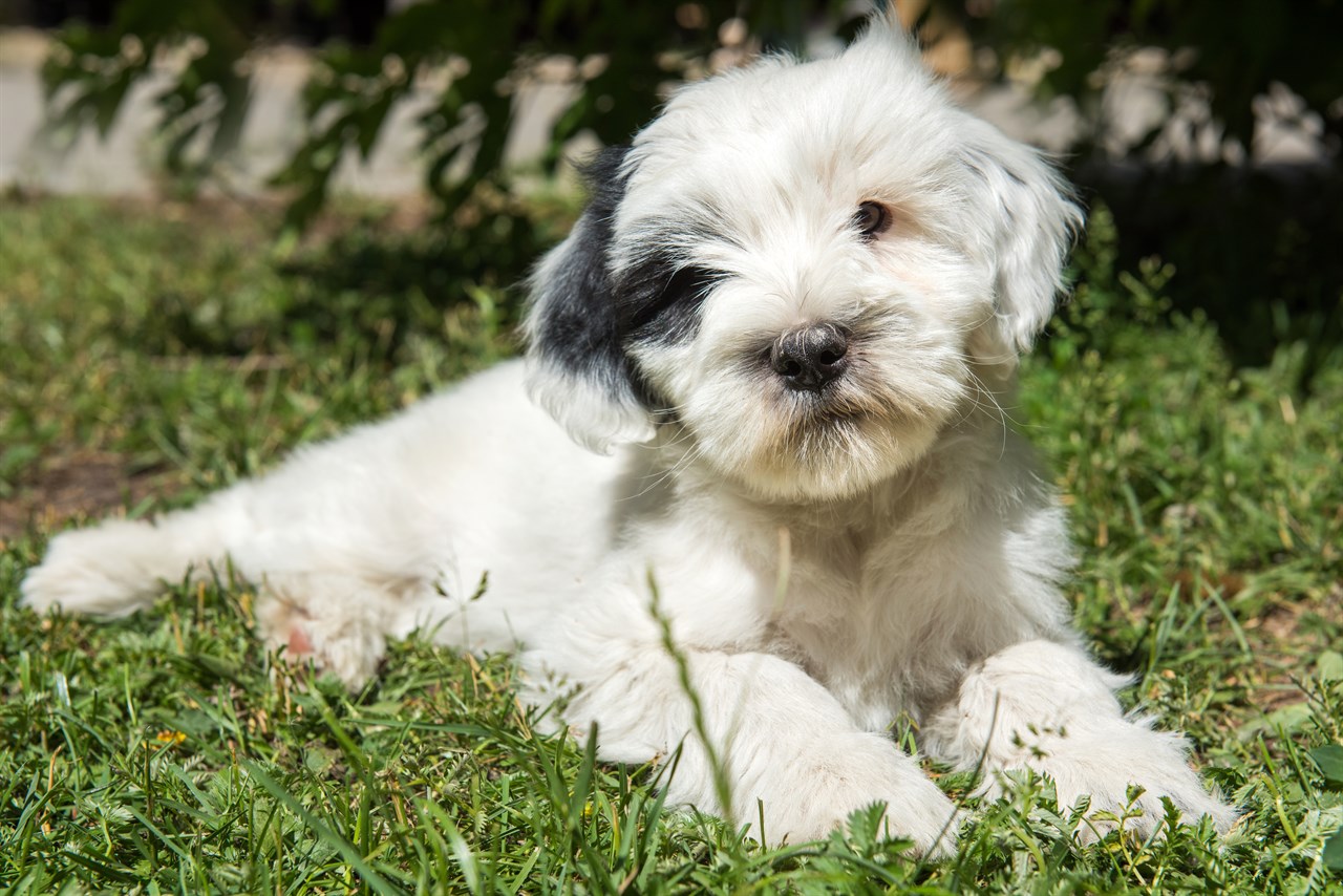 Tibetan Terrier Puppy lying on green grass on a sunny day looking at the camera