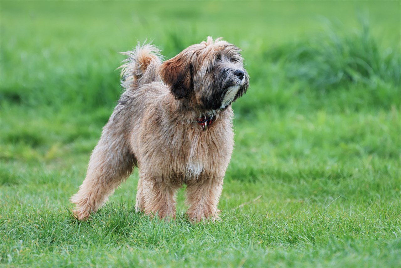 Tibetan Terrier Puppy standing in the middle of beautiful dense green grass field