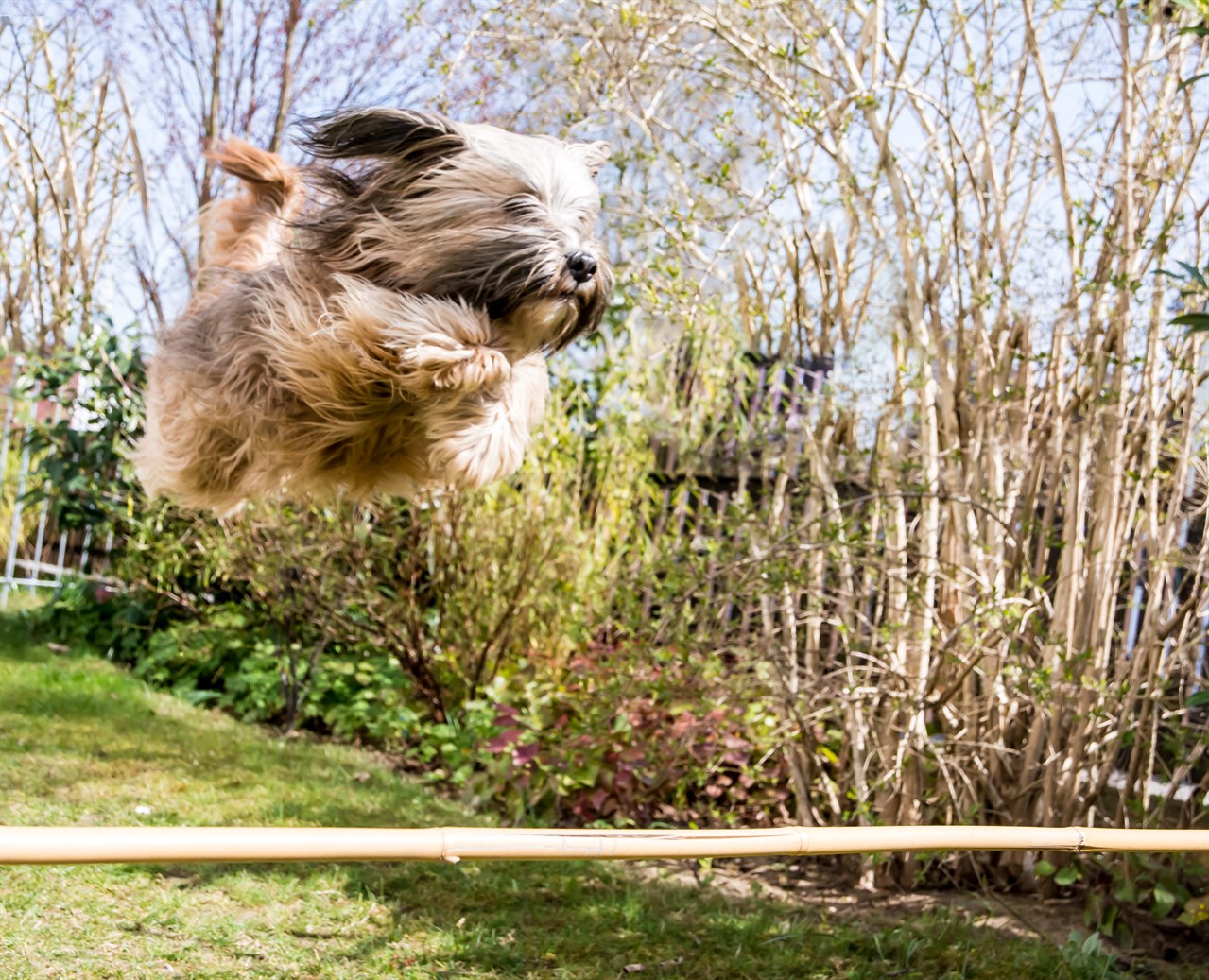 Talented Tibetan Terrier Puppy jumping high over a pole