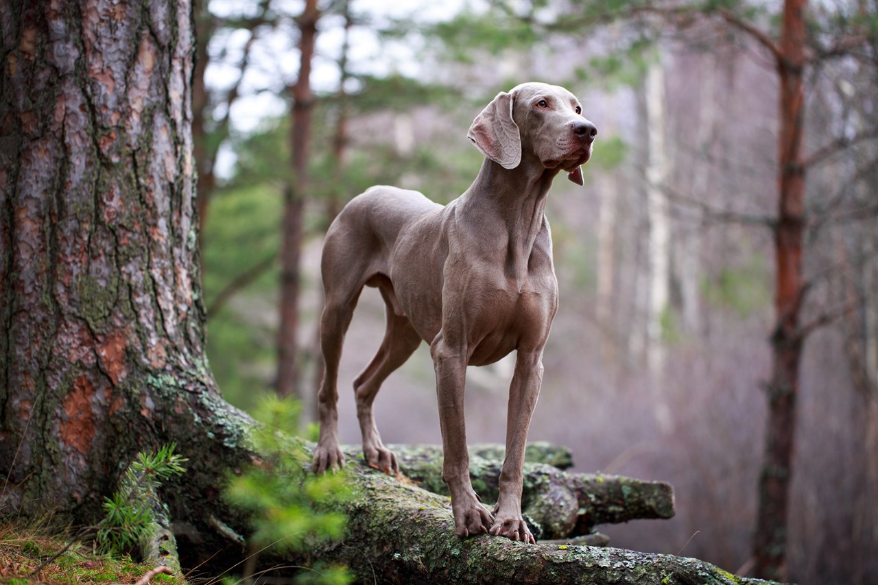 Weimaraner Dog standing on top of big tree roots in the woods