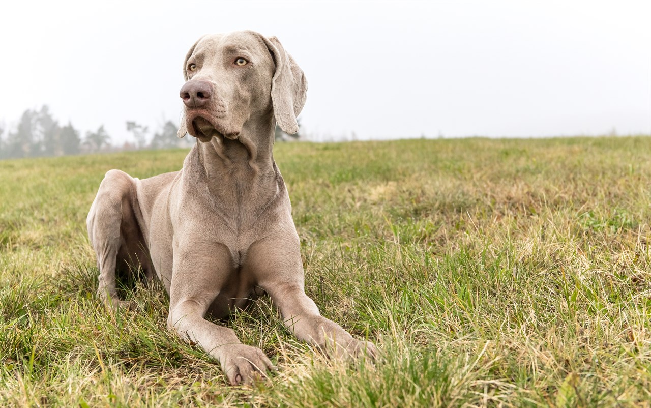 Weimaraner Dog sitting on short grass with beautiful sky background