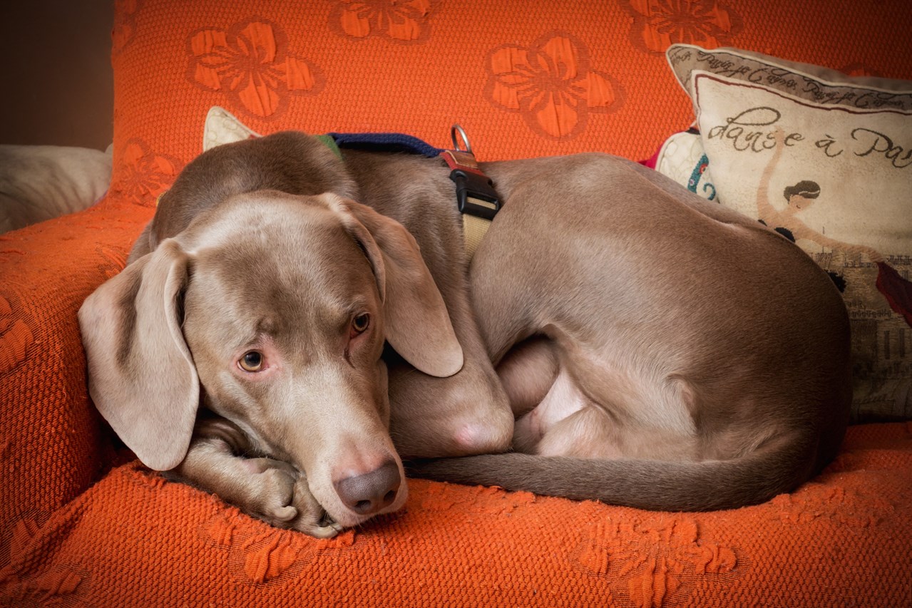 Weimaraner Dog curp up on top of red single high sofa