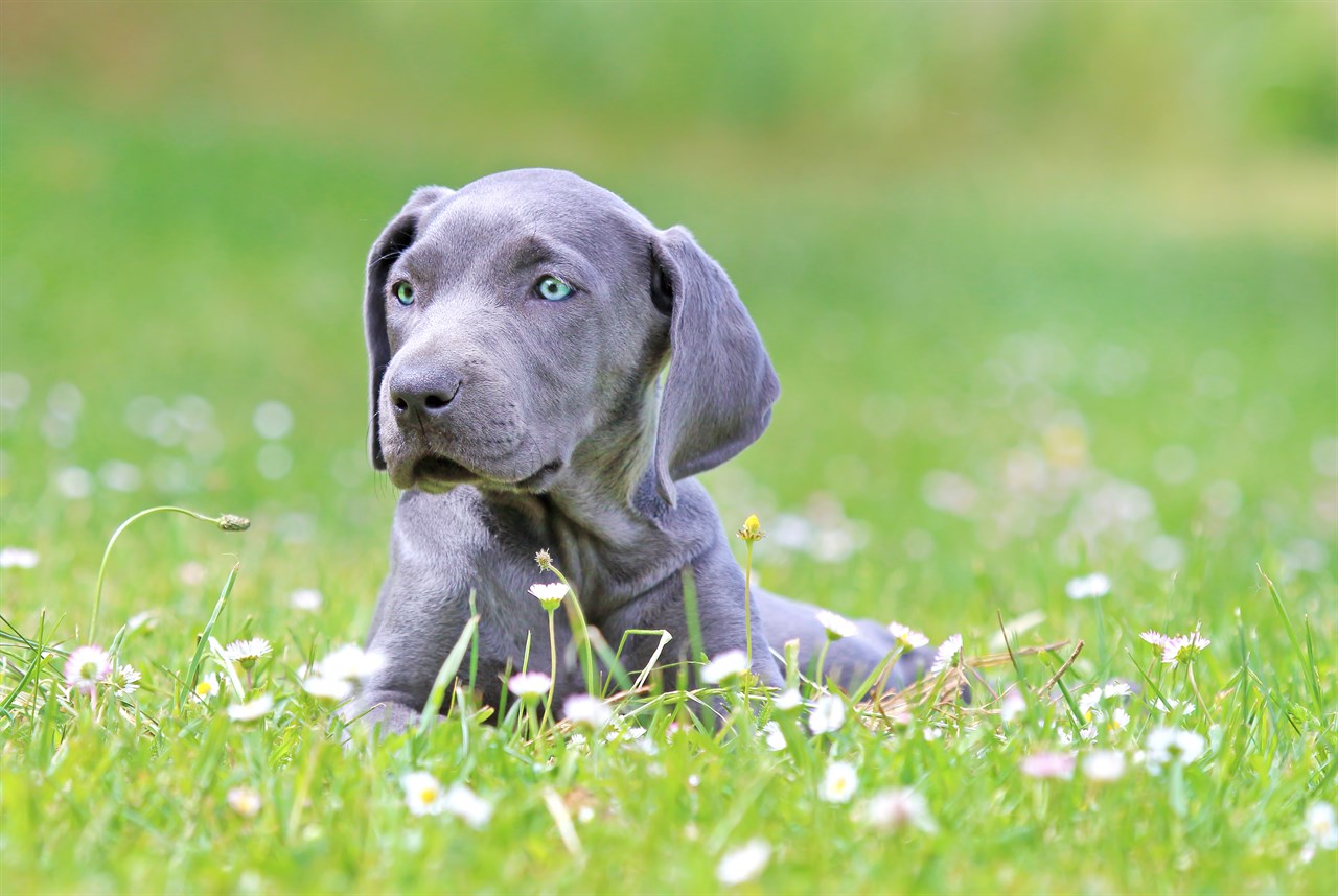 Grey Weimaraner Puppy sitting on tall green grass with small flower