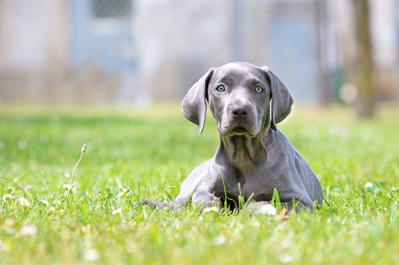 Grey Weimaraner Puppy sitting on green grass with small flower looking at camera