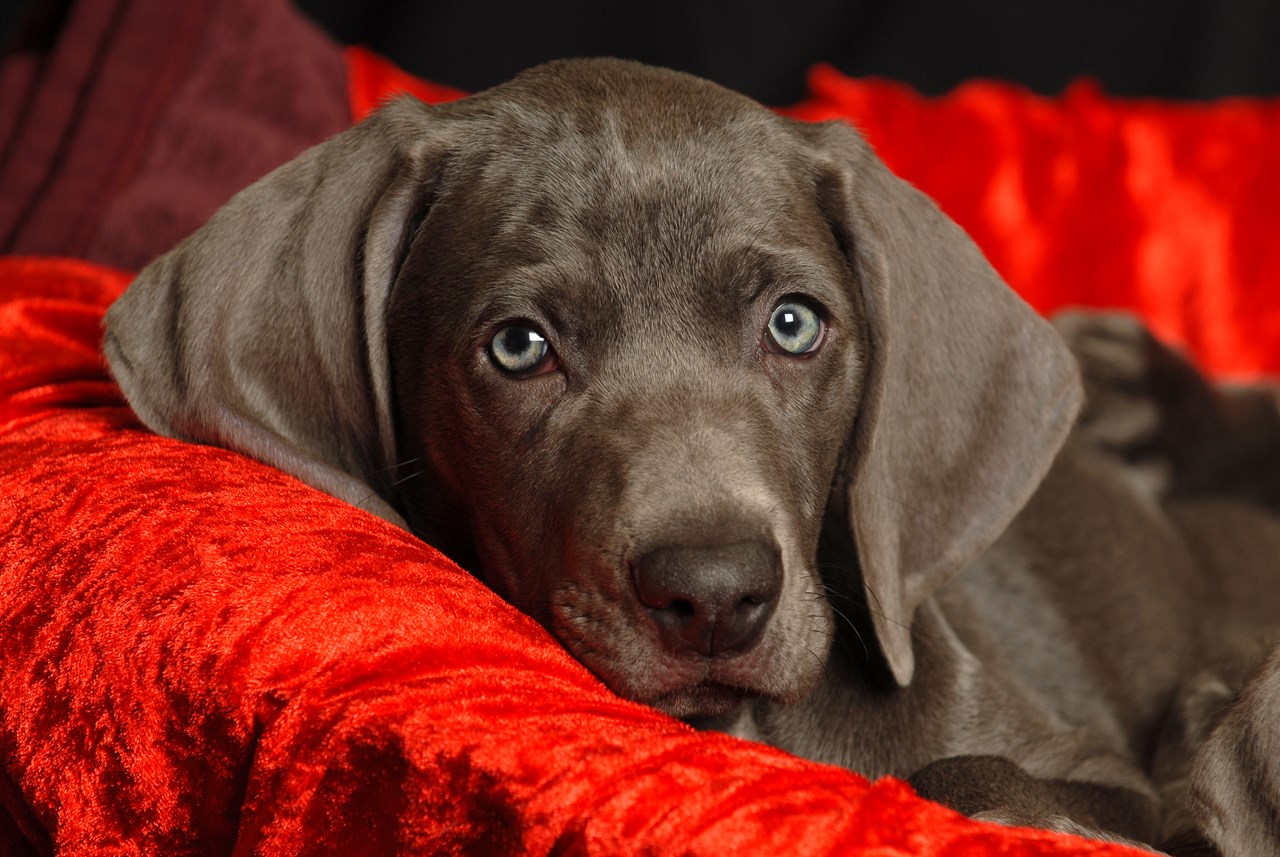 Close up view Weimaraner Puppy lying on red dog bed