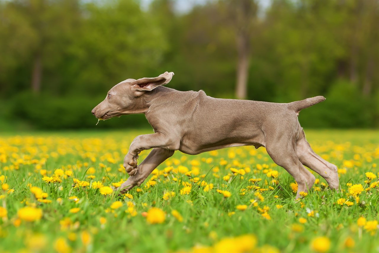 Playful Weimaraner Puppy running across yellow flower field