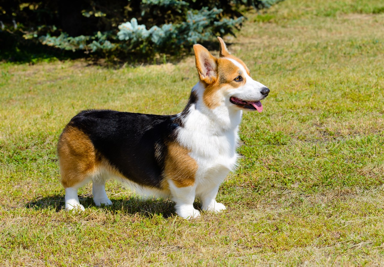 Side view of Welsh Corgi Cardigan Dog standing on grass field