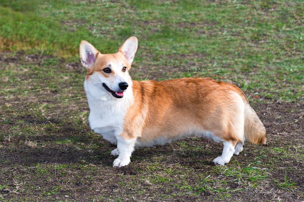 Welsh Corgi Cardigan Dog standing on patchy green grass