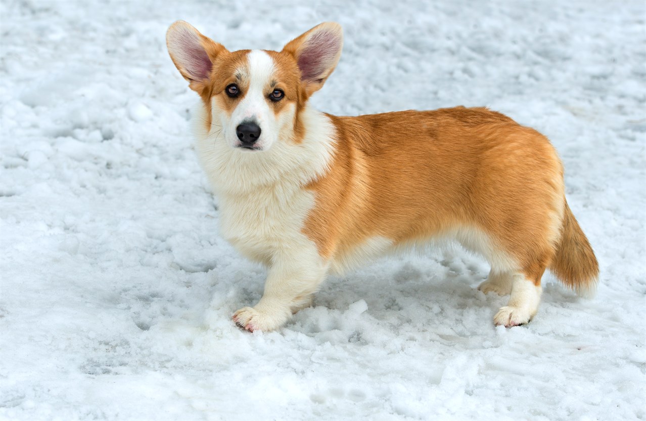 Welsh Corgi Cardigan Dog walking on snow covered ground looking up towards the camera