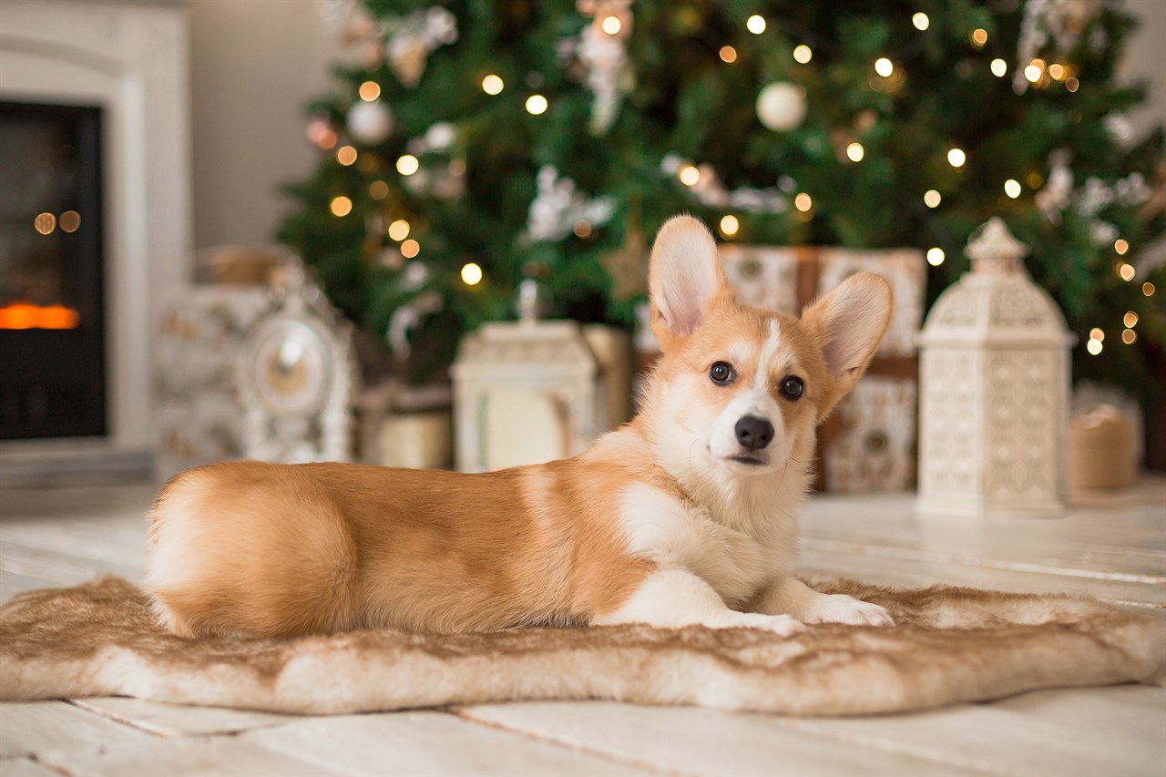 Welsh Corgi Cardigan Dog lying on faux fur rug looking at the camera