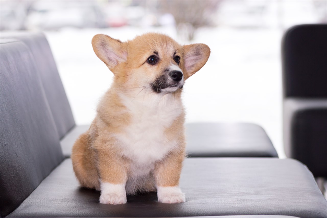 Welsh Corgi Cardigan Puppy sitting on the grey sofa