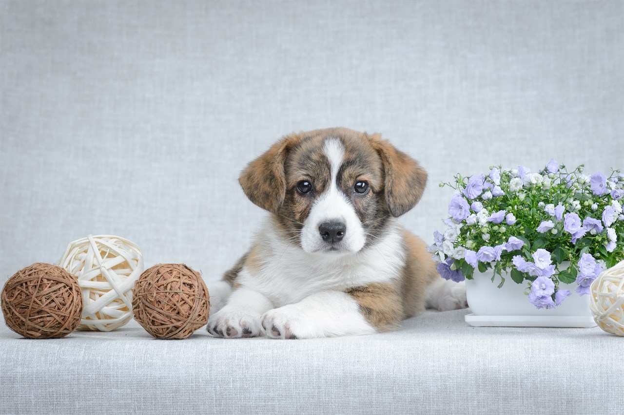 Aesthetic shot of Welsh Corgi Cardigan Puppy with grey background