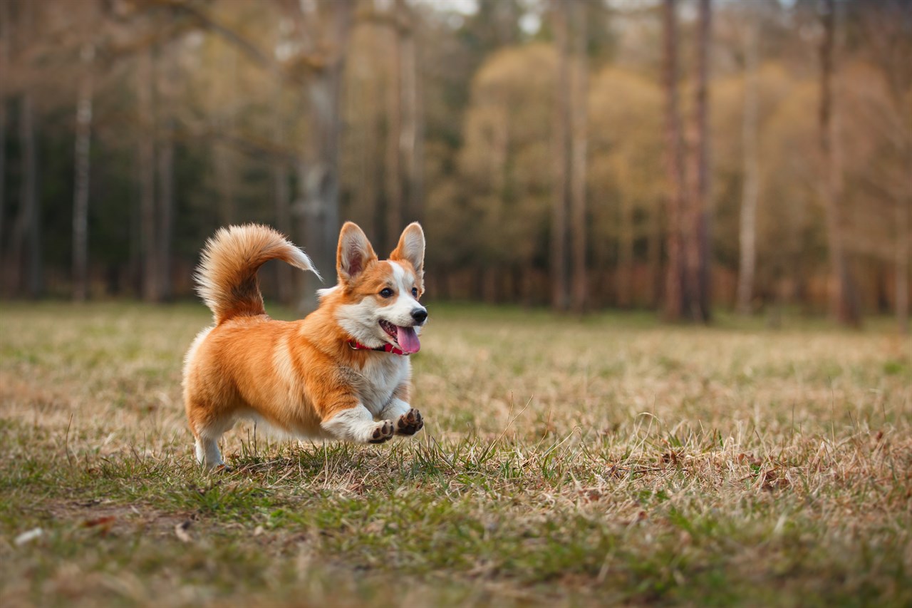 Cute Welsh Corgi Pembroke Dog running across grass field near the woods