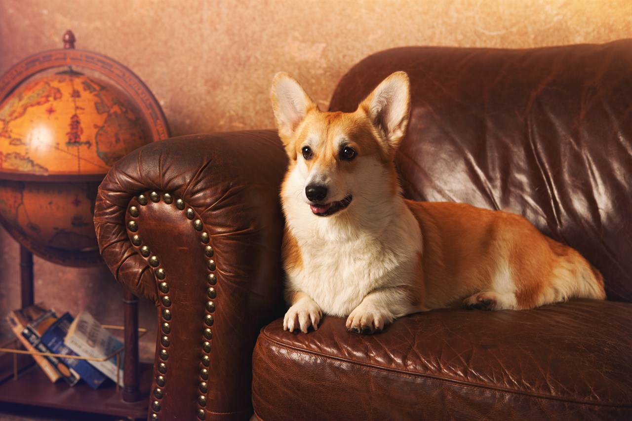 Welsh Corgi Pembroke Dog sitting down indoor on a leather sofa