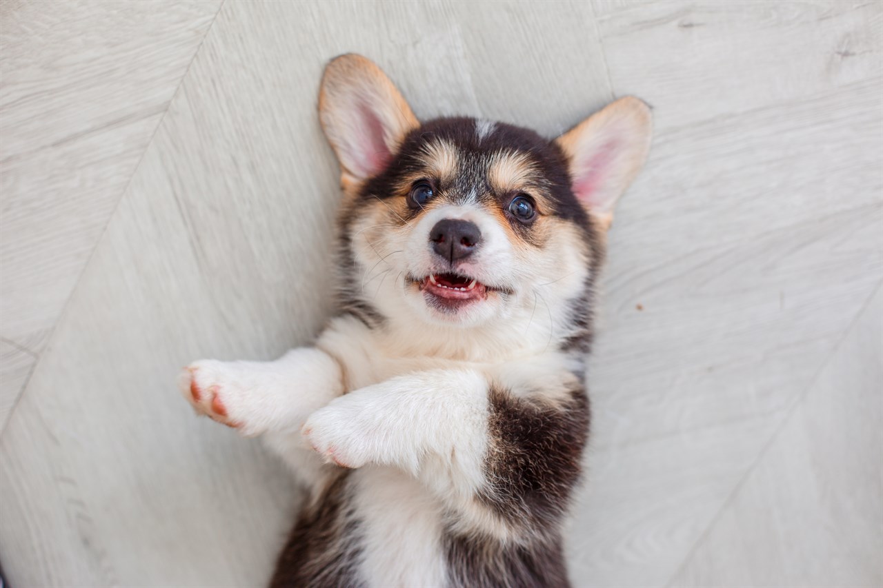 Welsh Corgi Pembroke Puppy lying on its back looking at the camera