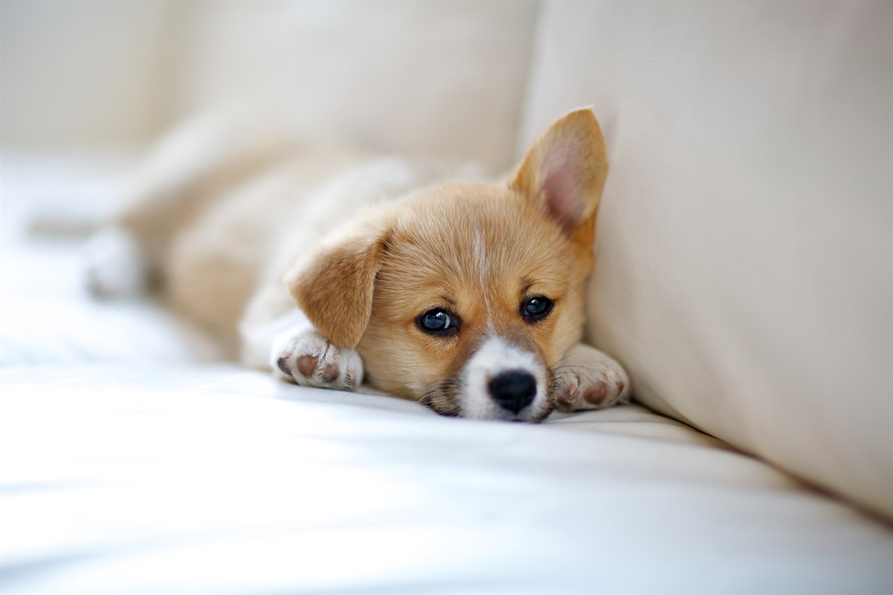 Cute Welsh Corgi Pembroke Puppy lying down on light brown sofa