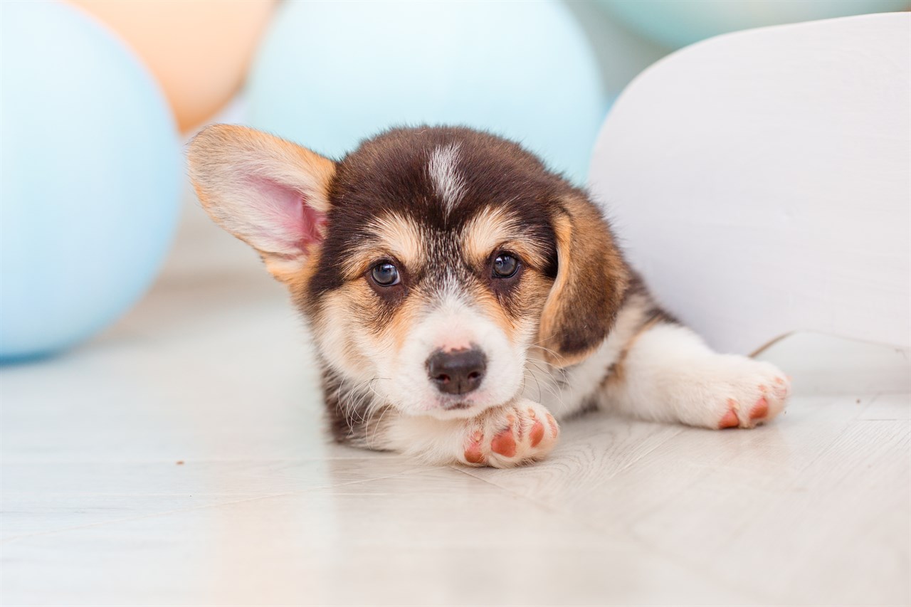 Welsh Corgi Pembroke Puppy lying on light brow wooden floor looking at the camera