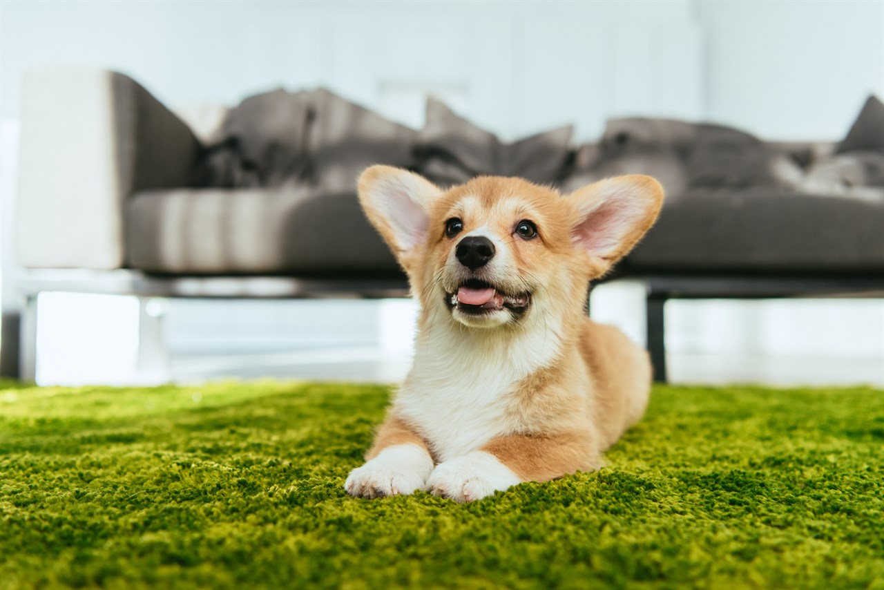 Welsh Corgi Pembroke Puppy sitting on green carpet in the living room