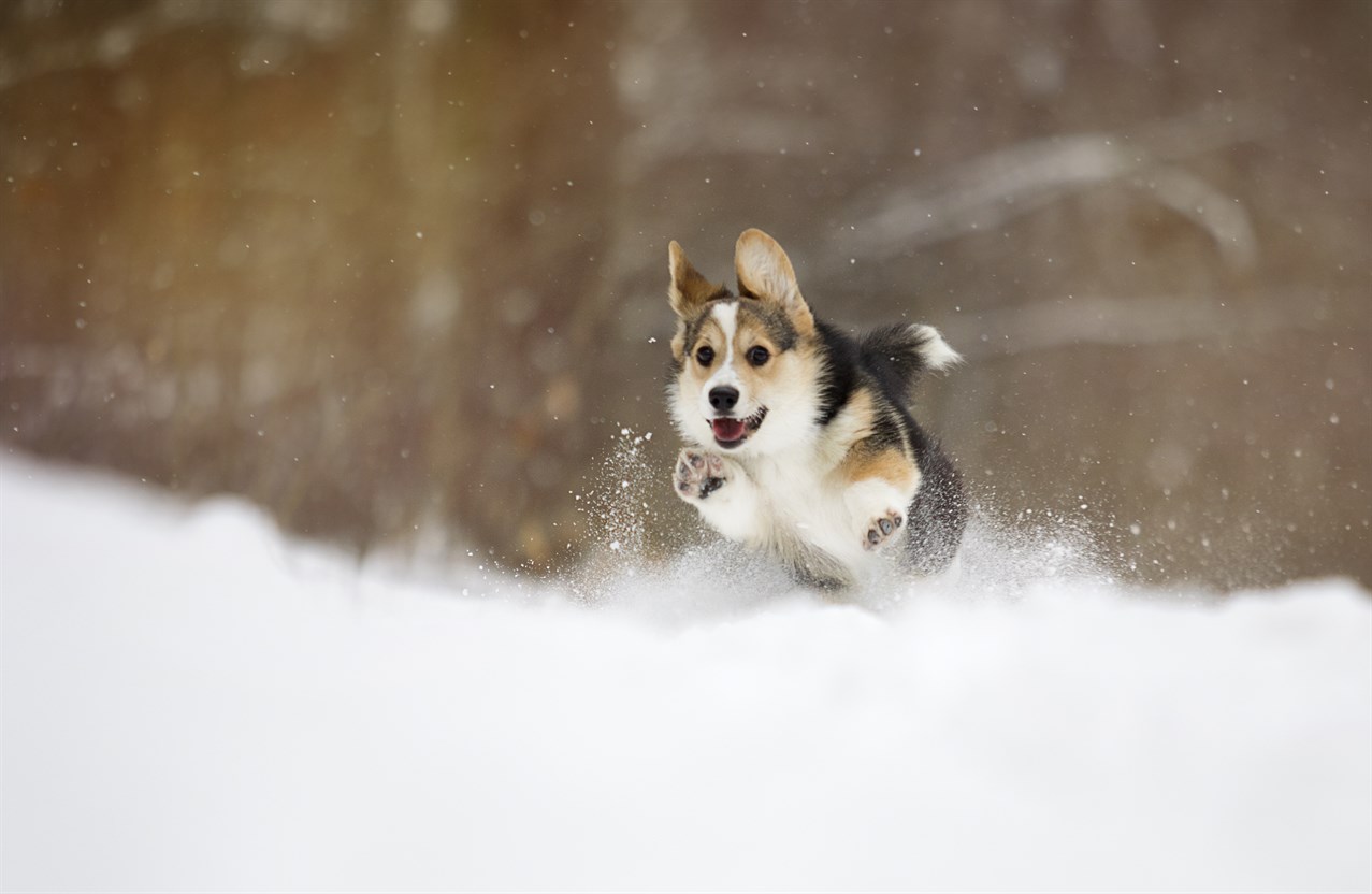 Overjoyed Welsh Corgi Pembroke Puppy having fun running in the snow