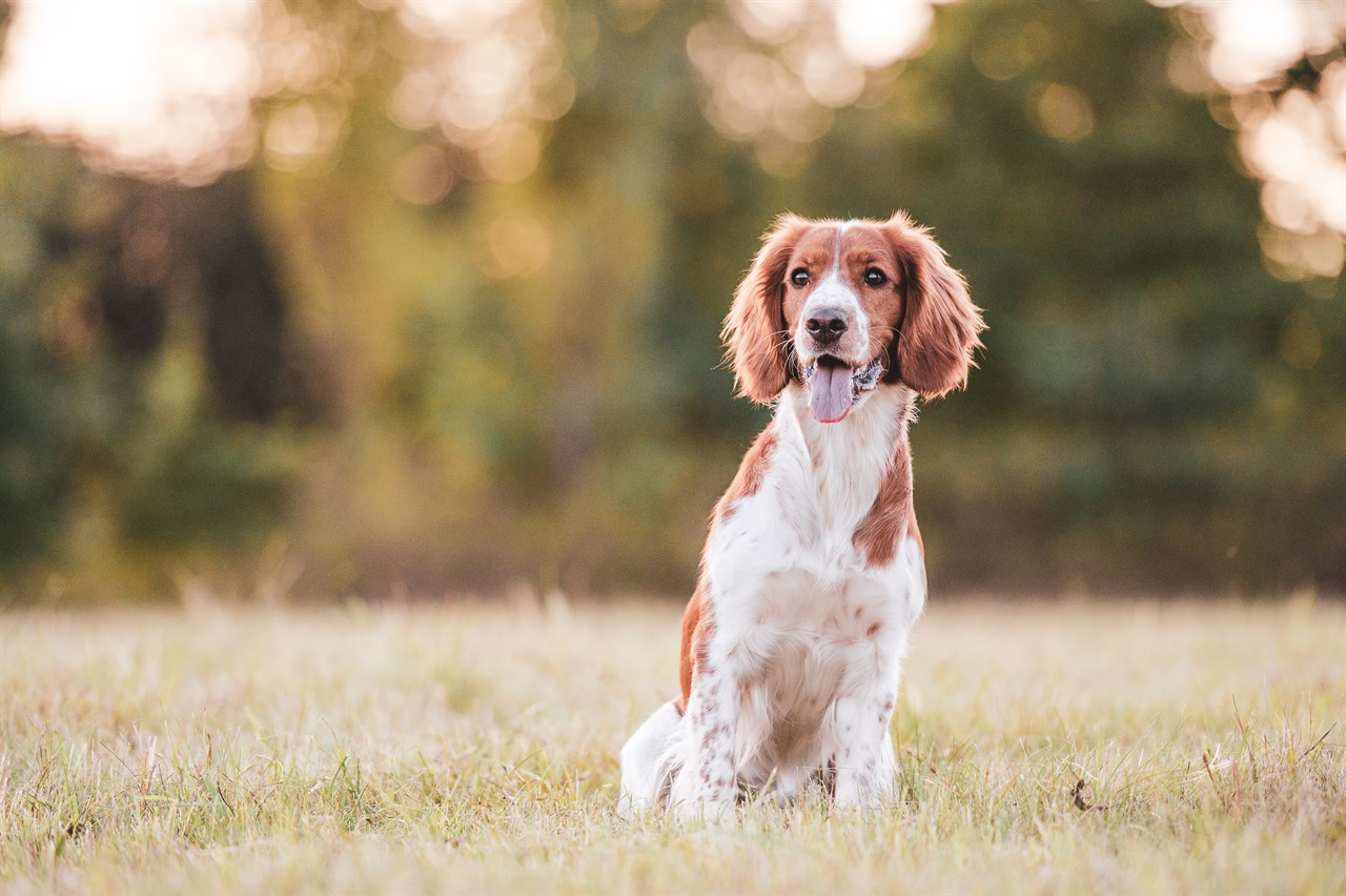 Welsh Springer Spaniel Dog standing on its lower back smiling wide enjoying outdoor