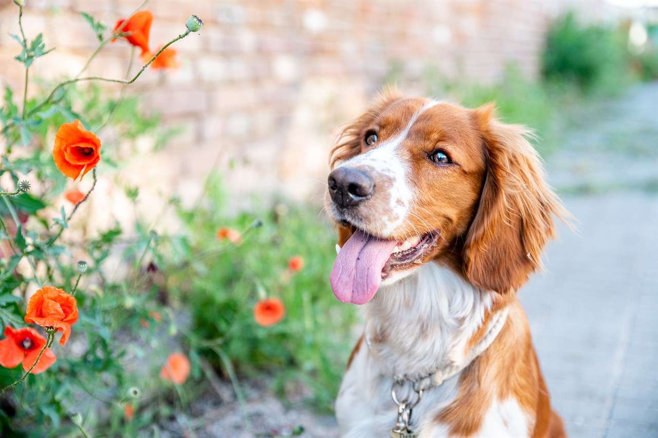 Welsh Springer Spaniel Dog 2