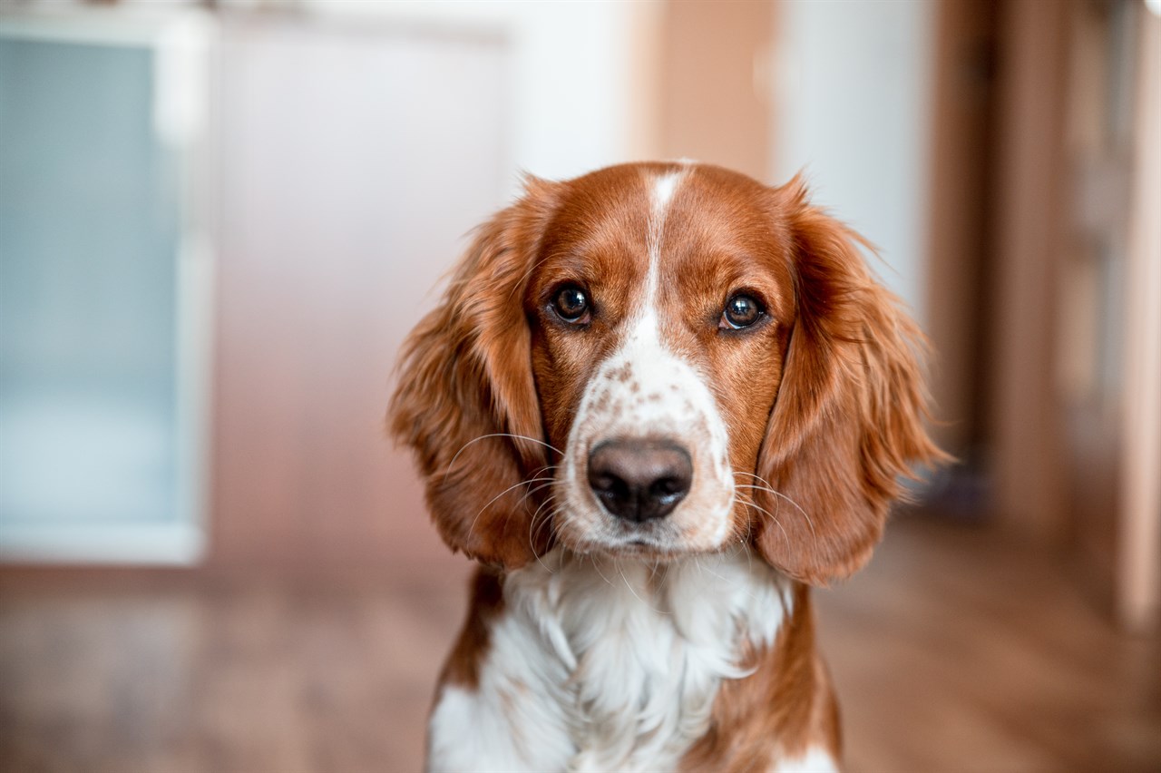 Close up view of Welsh Springer Spaniel Dog face looking at the camera