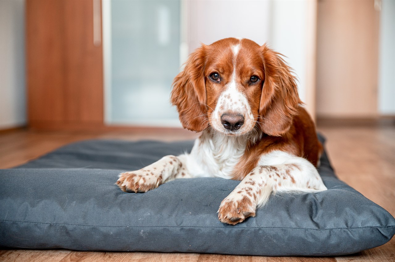 Welsh Springer Spaniel Dog sitting in the bedroom on a blue cushion