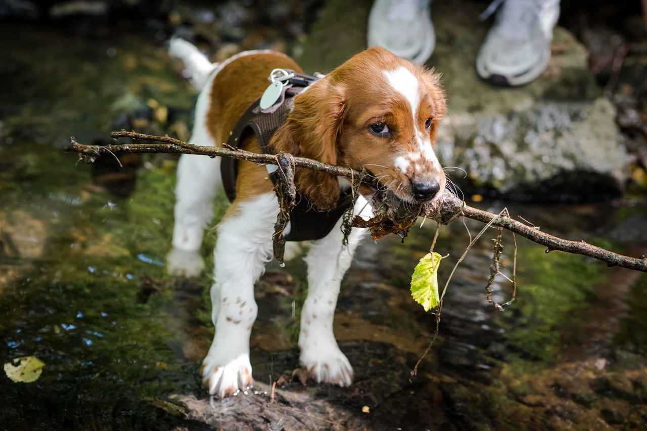 Welsh Springer Spaniel Puppy standing on shallow river holding long wood stick in its mouth