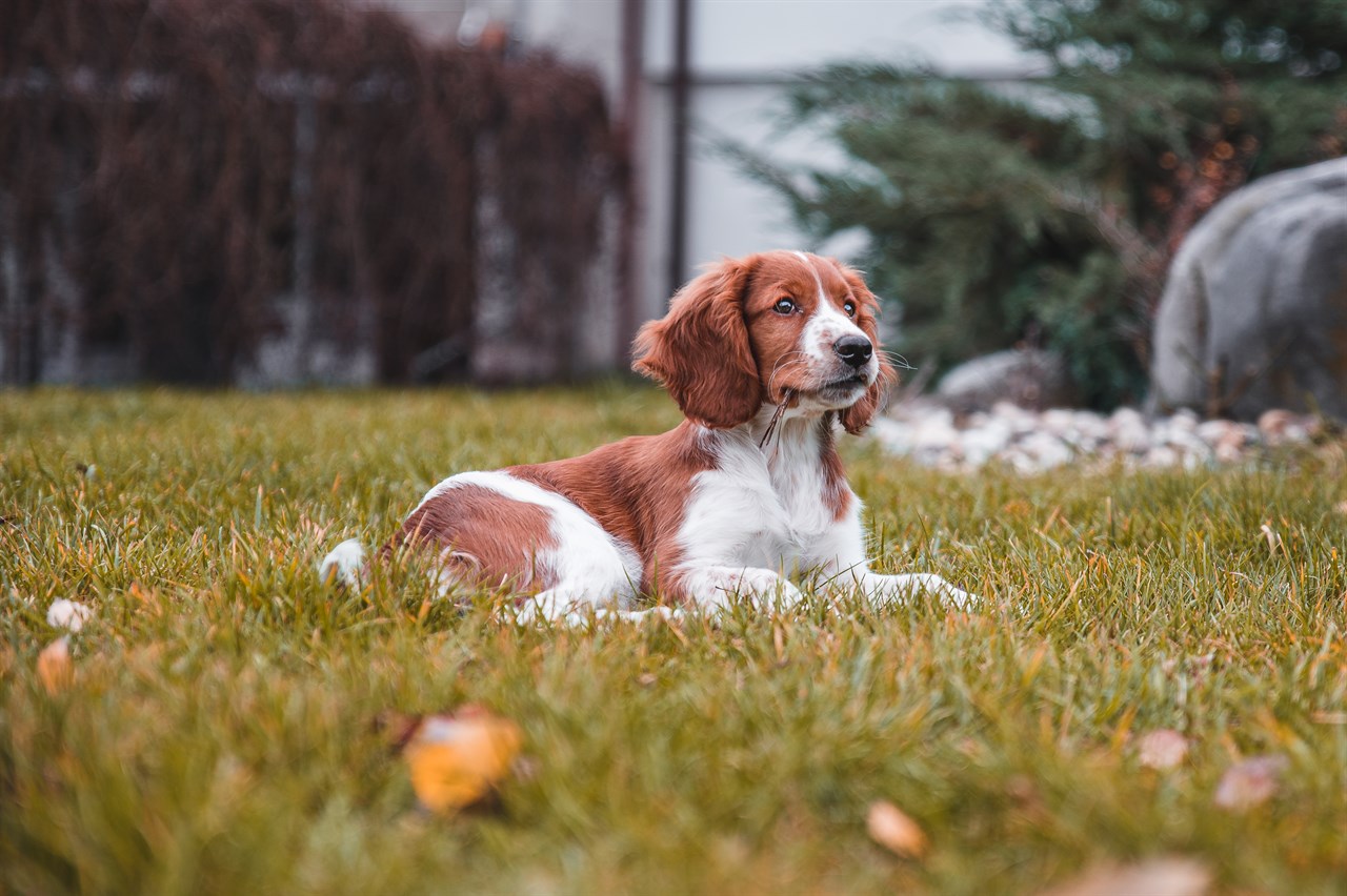 Welsh Springer Spaniel Puppy sitting on grass filed