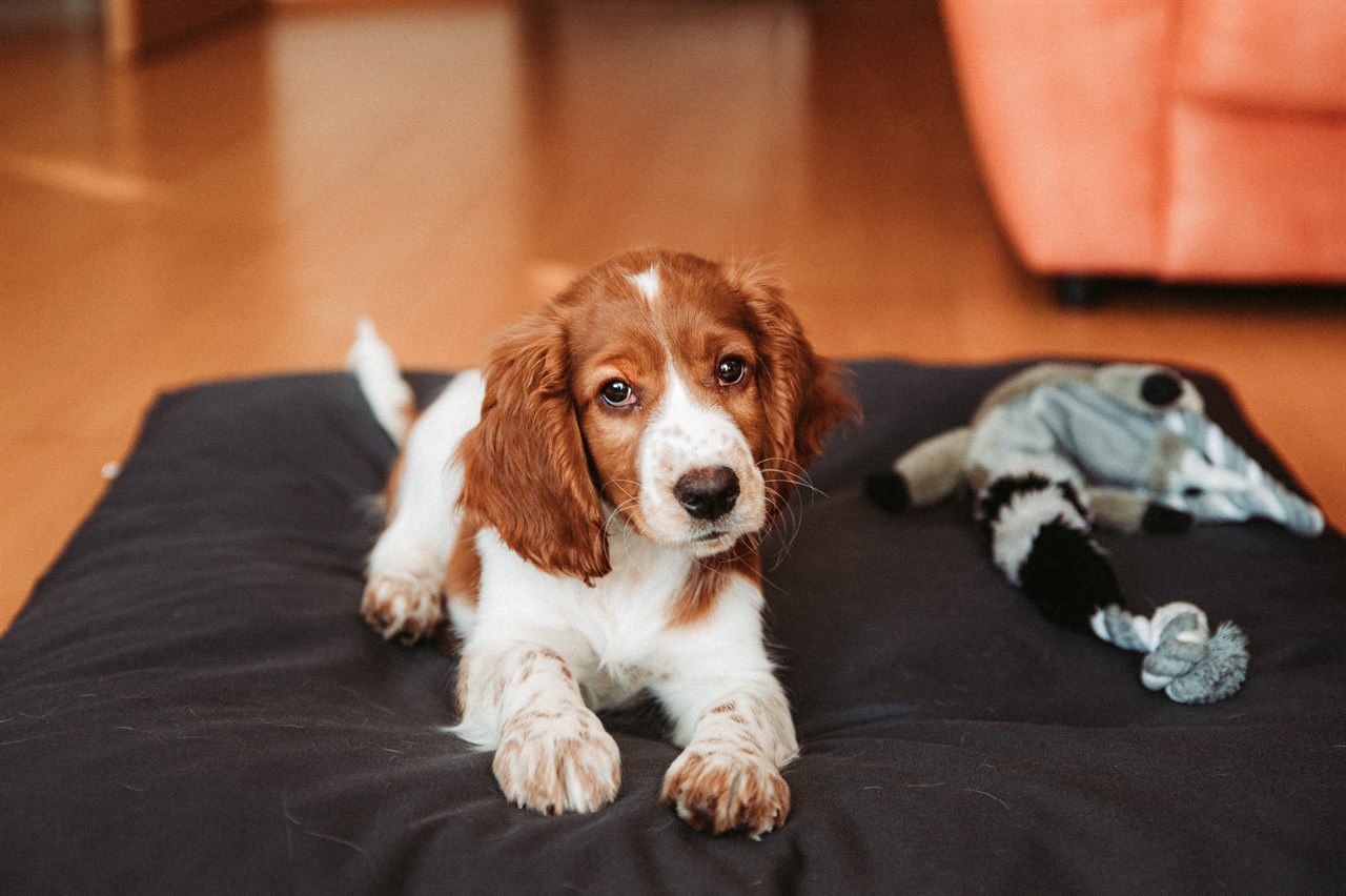 Welsh Springer Spaniel Puppy sitting in the living room on black dog bed