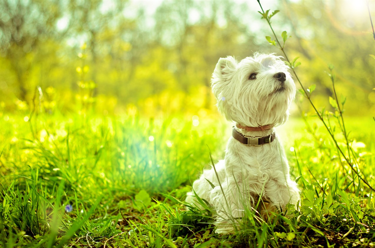 West Highland White Terrier Dog standing outdoor surrounded by beautiful greenery