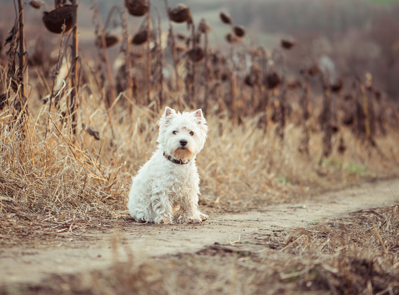 West Highland White Terrier Dog sitting down on dried up sunflower field