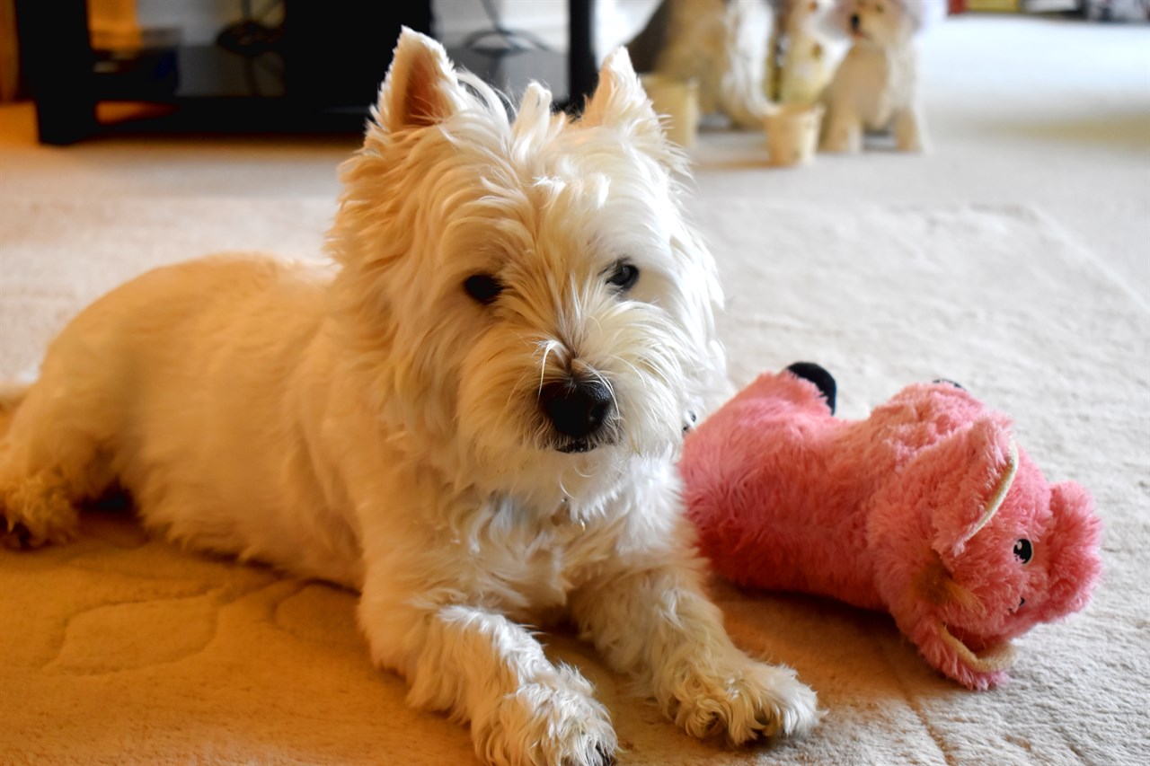 West Highland White Terrier Dog sitting down in the living room next to pink plush toy