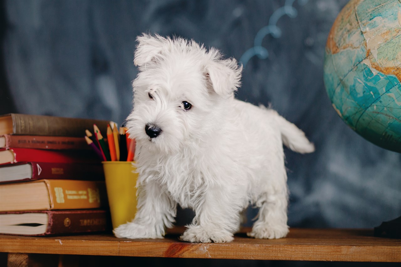 West Highland White Terrier Puppy standing on top of study table setting