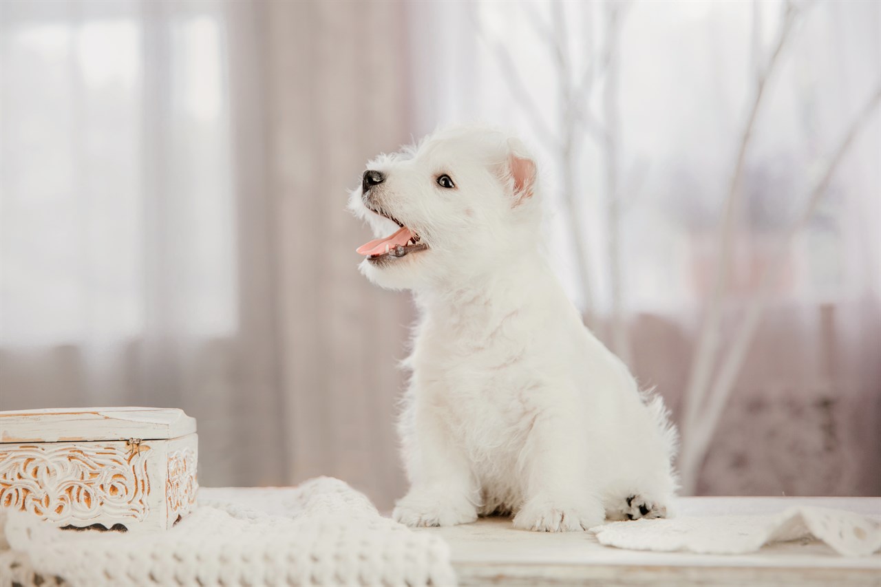 West Highland White Terrier Puppy standing on top of white table smiling wide