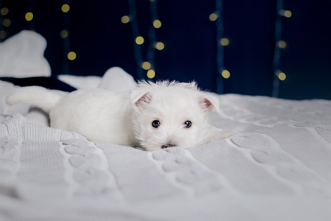 Cute West Highland White Terrier Puppy lying on the bed with white sheet