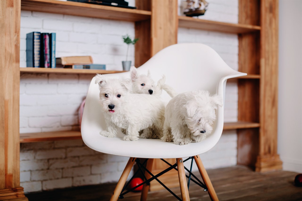 A litter of West Highland White Terrier Puppy standing together on the same white chair