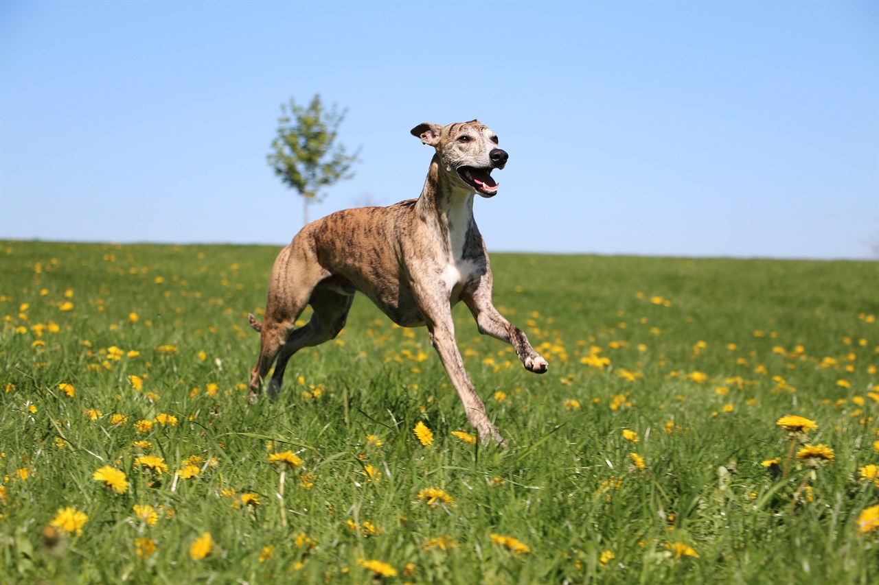 Whippet Dog jumping across yellow flower field with beautiful blue sky