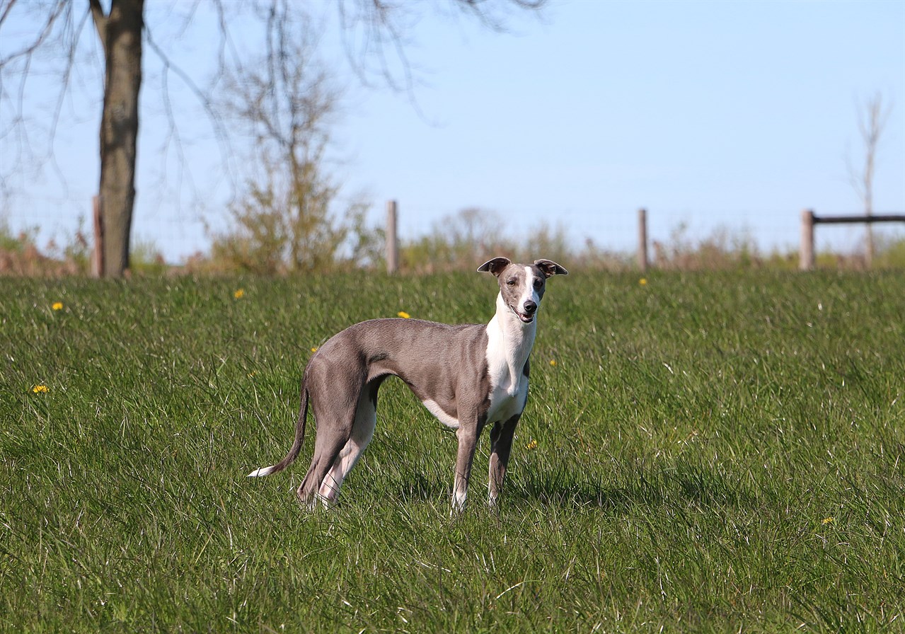 Side view of Whippet Dog standing in the middle of green grass field on a suny day