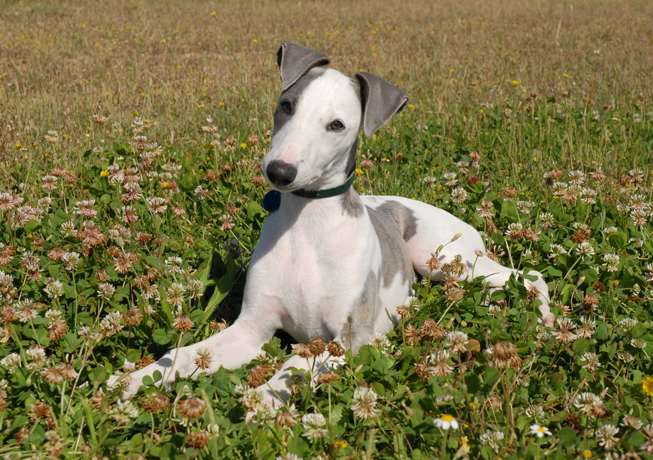 Whippet Dog sitting down on small flower field wearing black collar