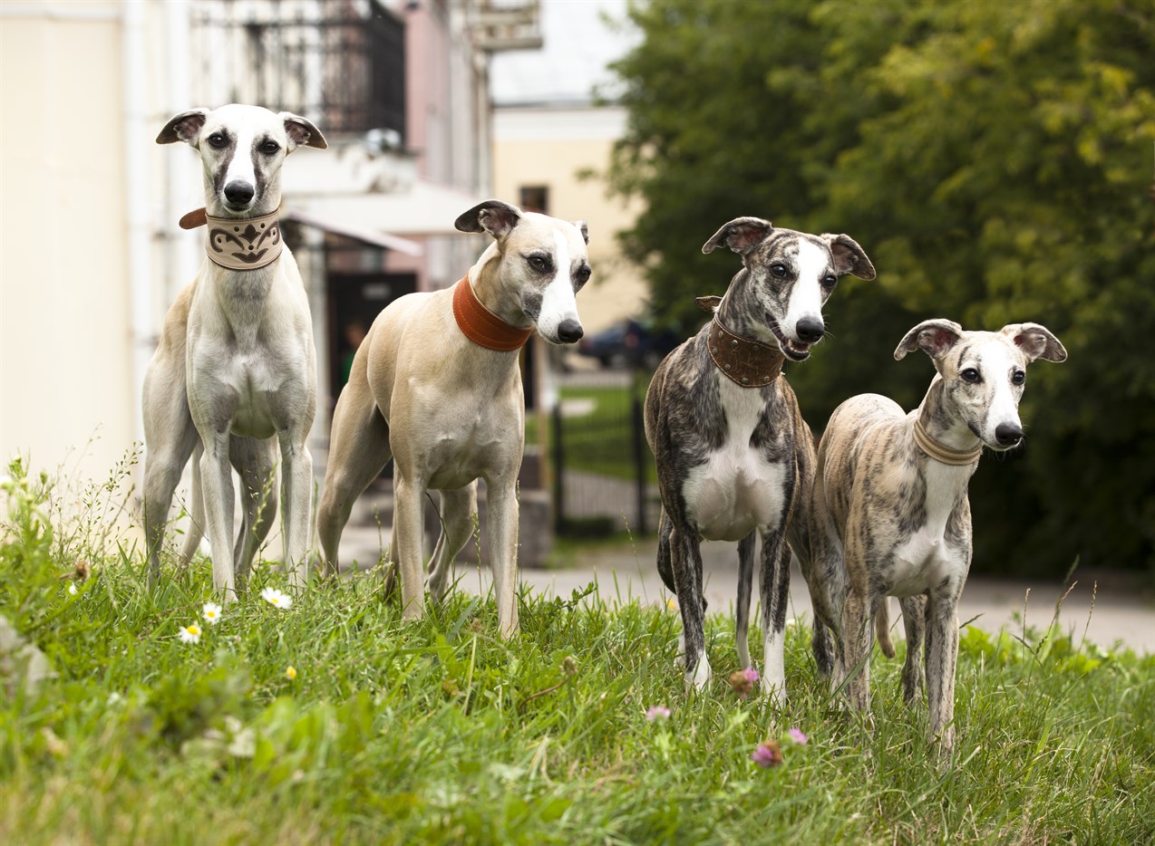 A pack of Whippet Dogs enjoy a nice walk together