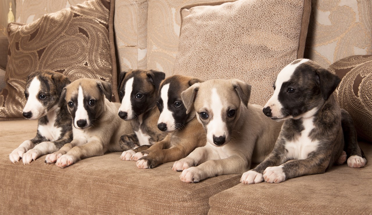 A litter of Whippet Puppies sitting all together on the brown sofa