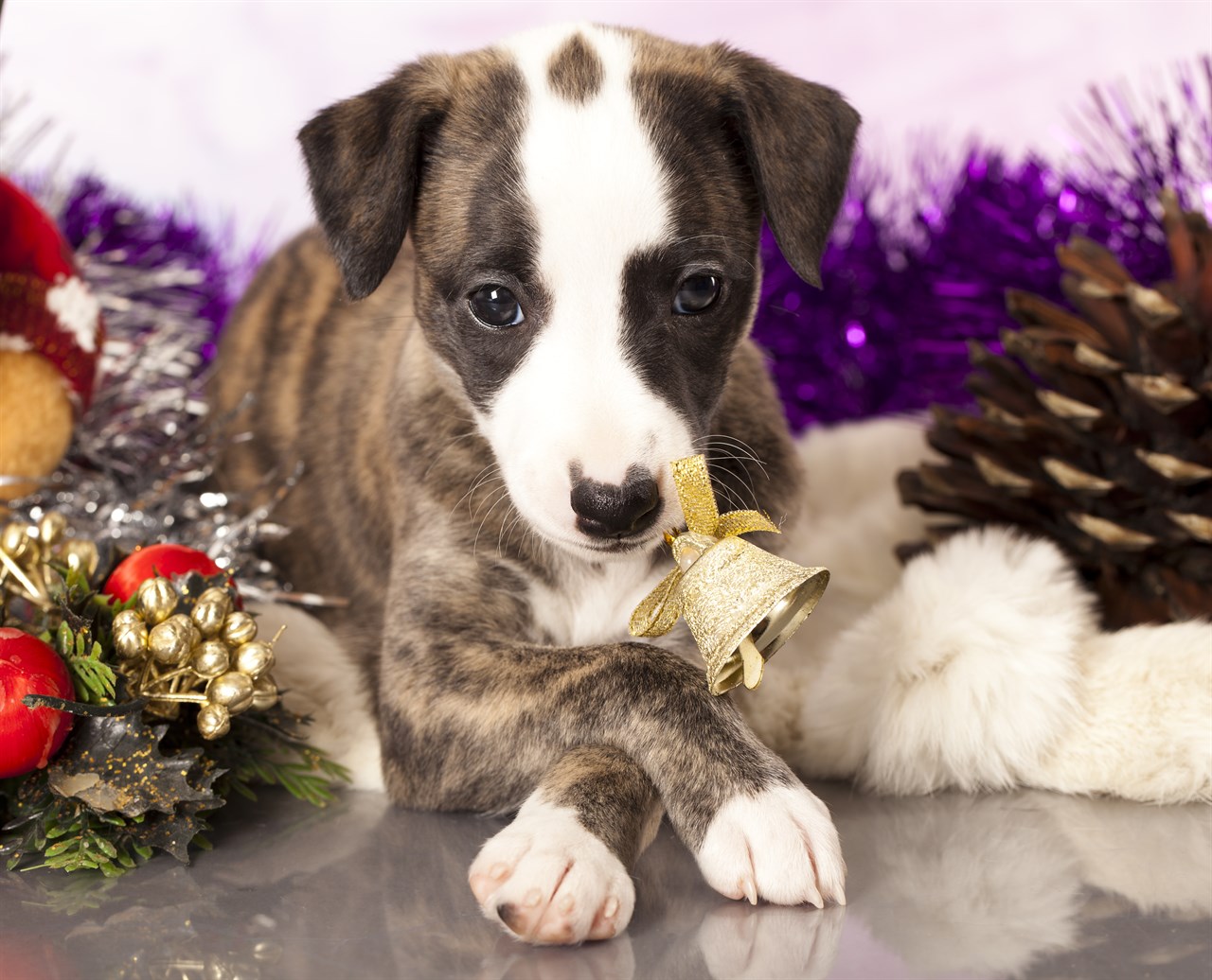 Whippet Puppy sitting in the middle of christmas decorations