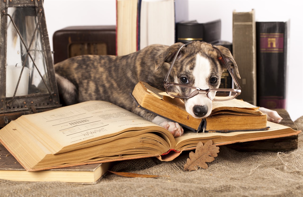 Aesthetic shot of Whippet Puppy posing with old books wearing a large eye glasses