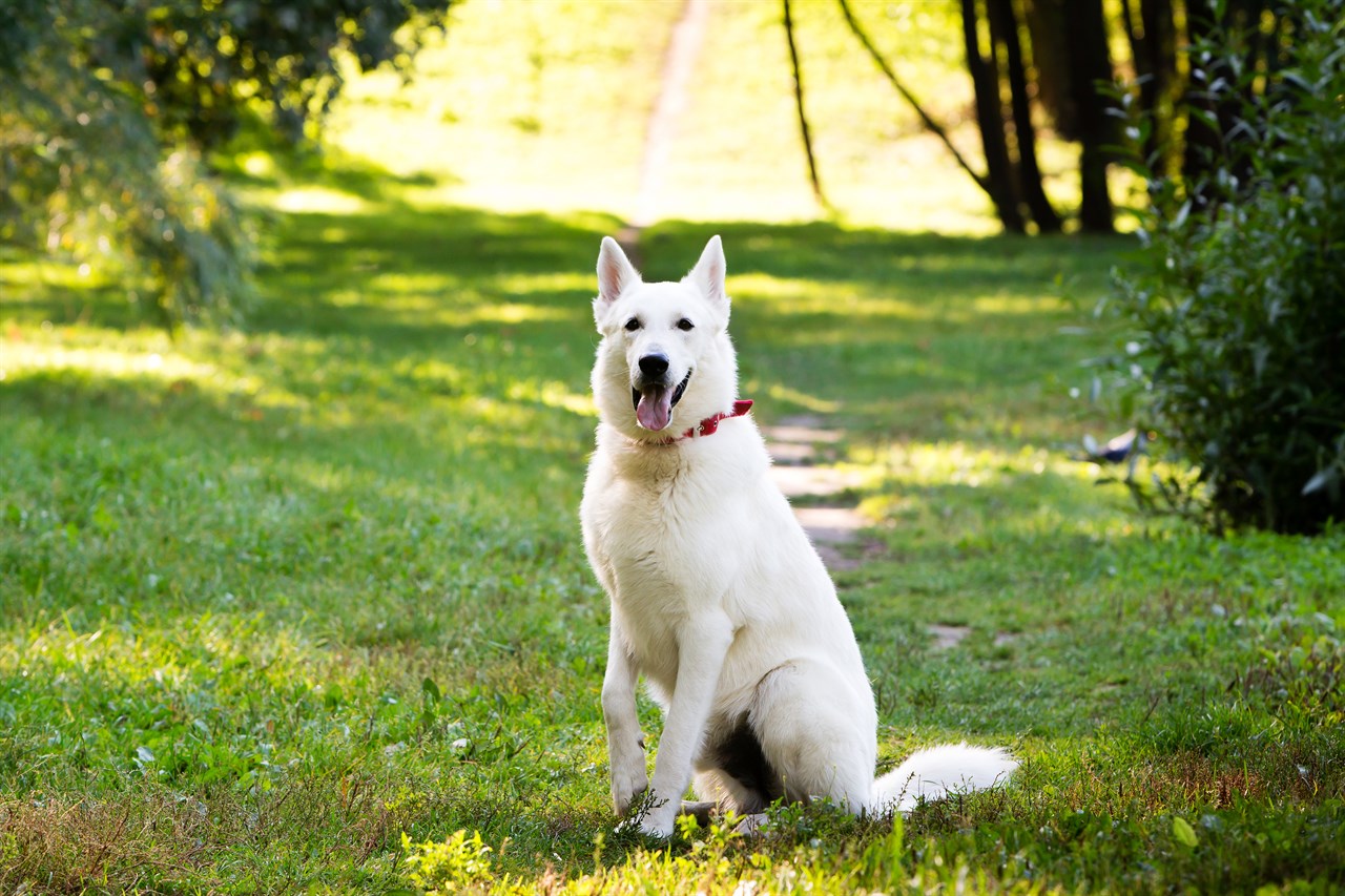 White Swiss Shepherd Dog standing on shade area of a grass field smiling at camera