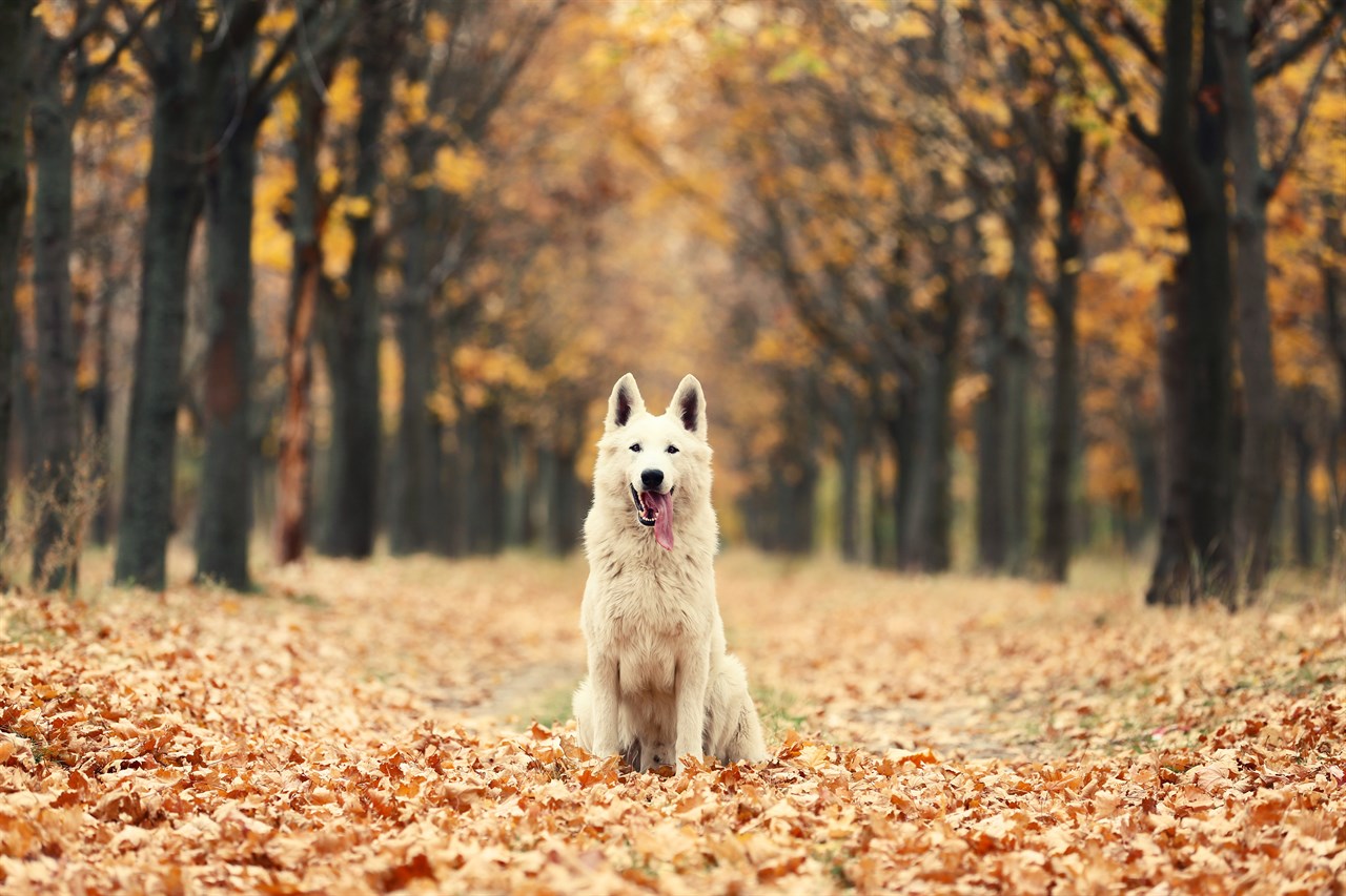 White Swiss Shepherd Dog smiling wide standing on yellow leaves covered ground in the autumn season