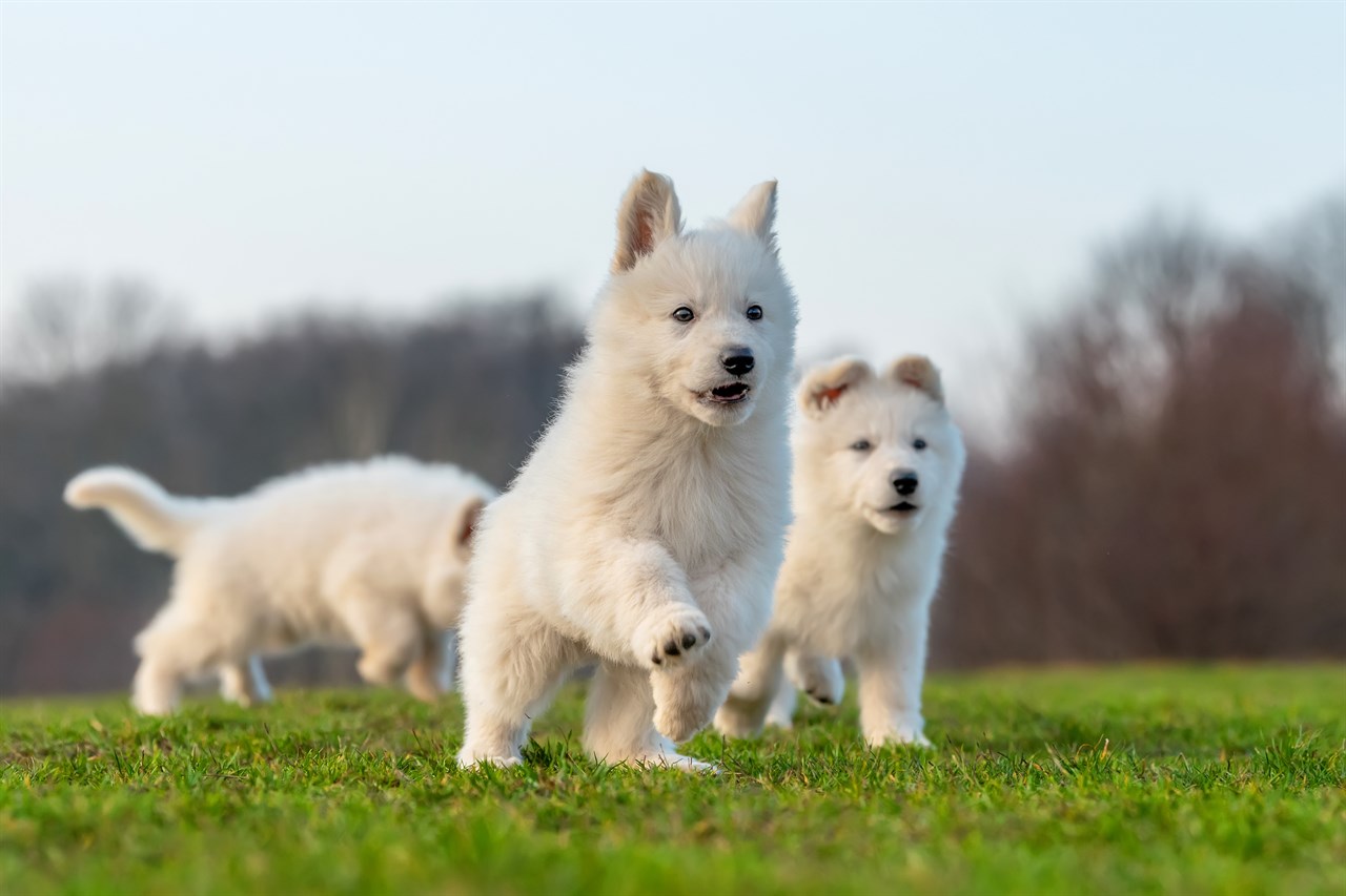 A liiter of White Swiss Shepherd Puppies playing together on a grass field