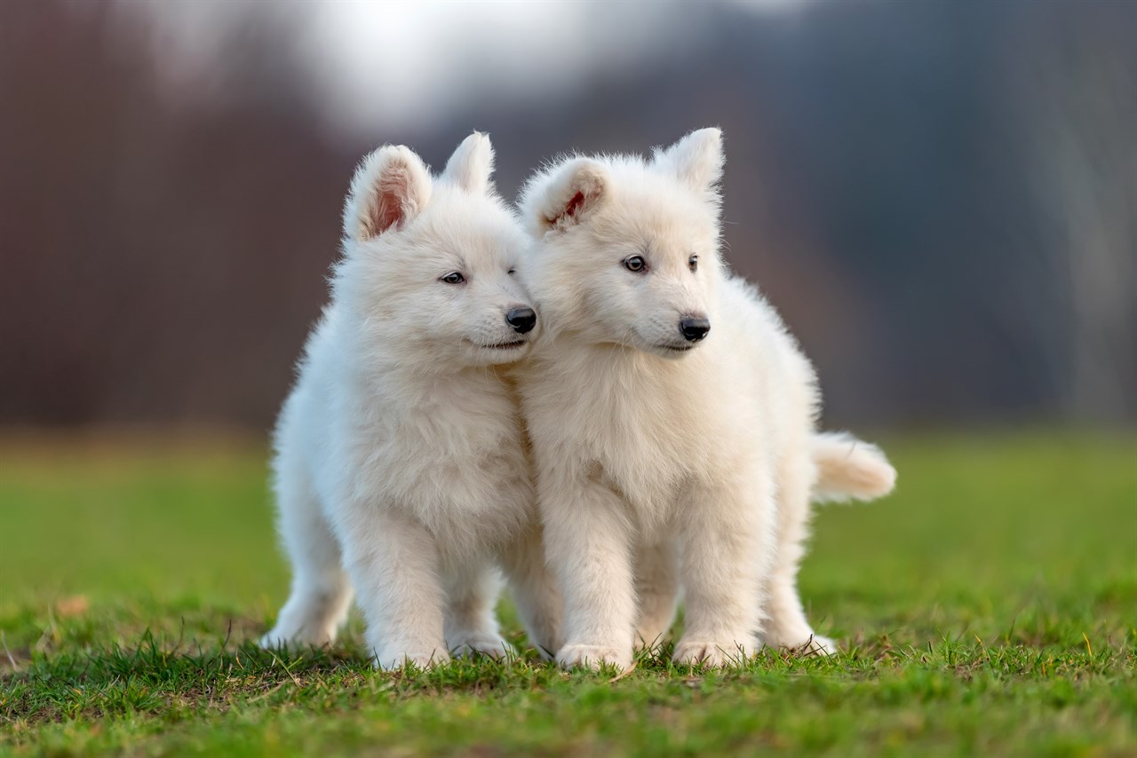 Two White Swiss Shepherd Puppies standing next to each other enjoying outdoor